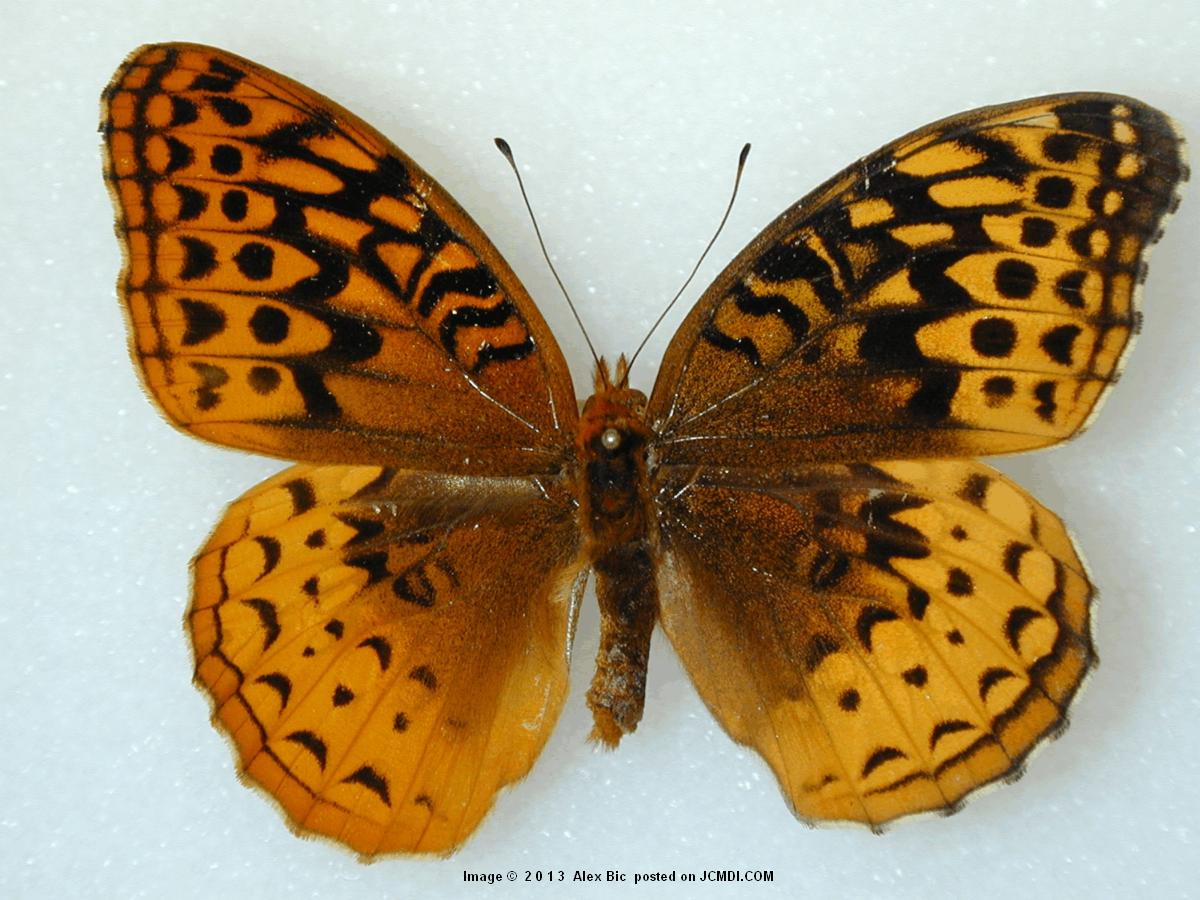 Speyeria cybele gynandromorph (Alex Bic).jpg